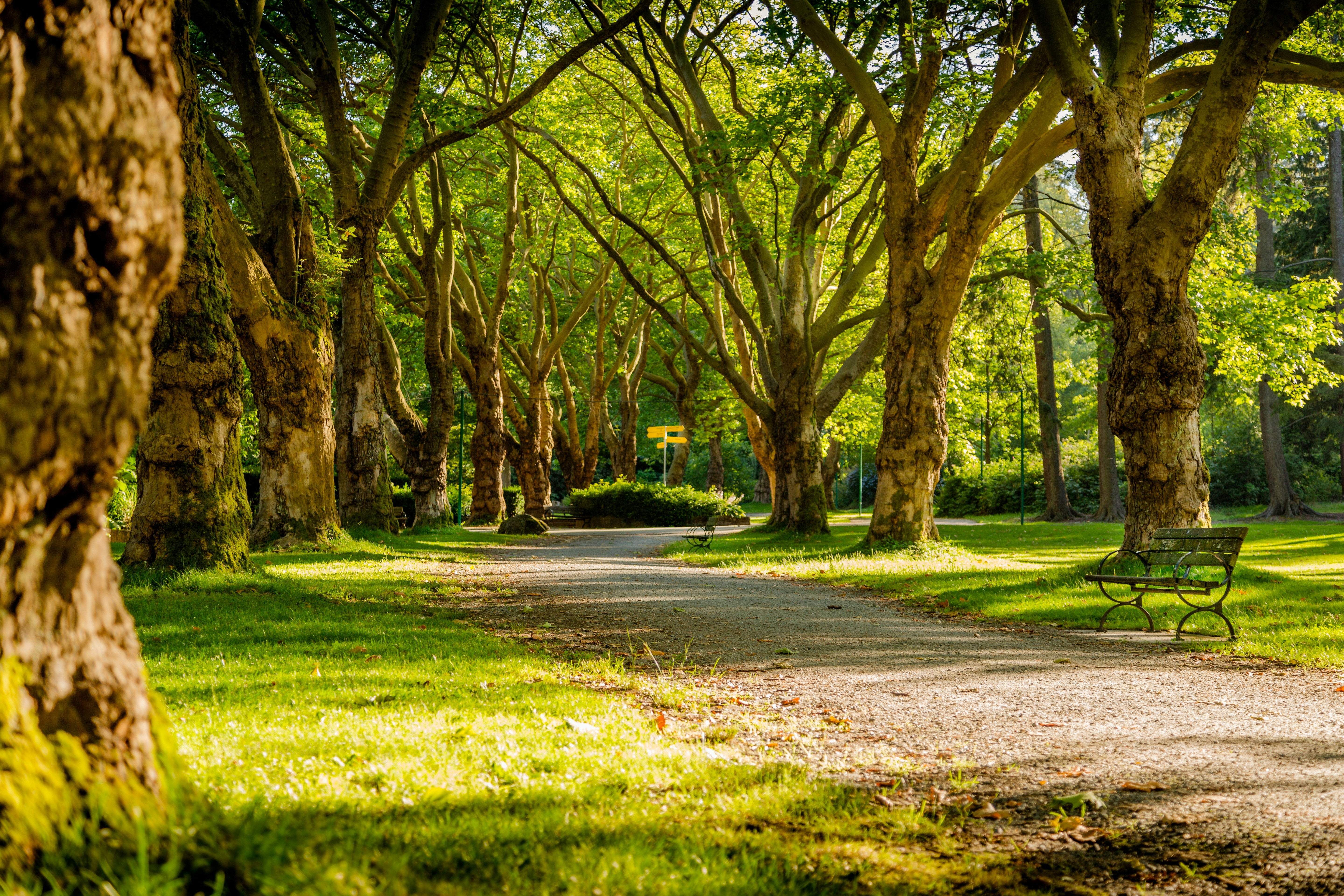 Eeuwenoude bomen