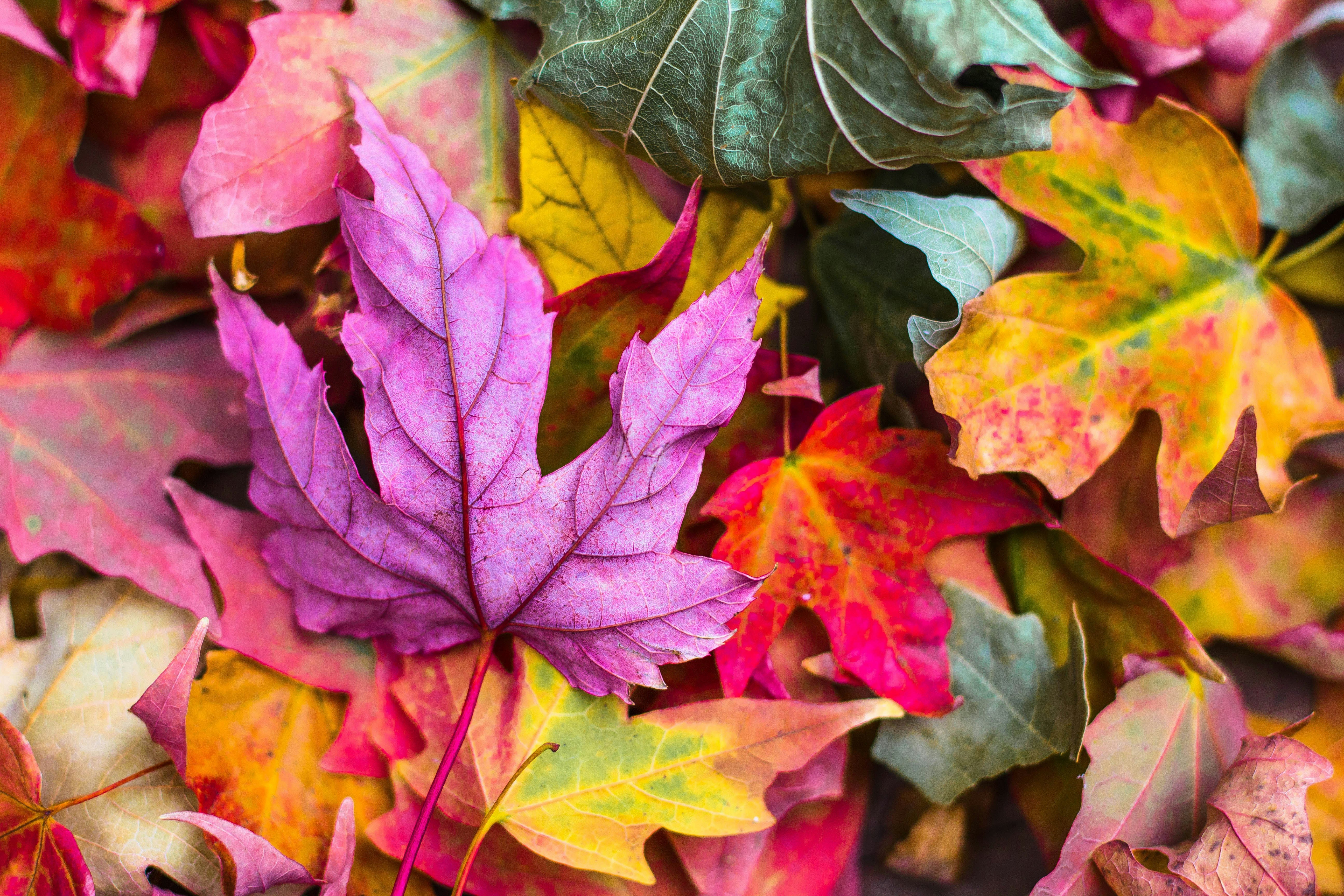 Kleurrijke herfstbladeren