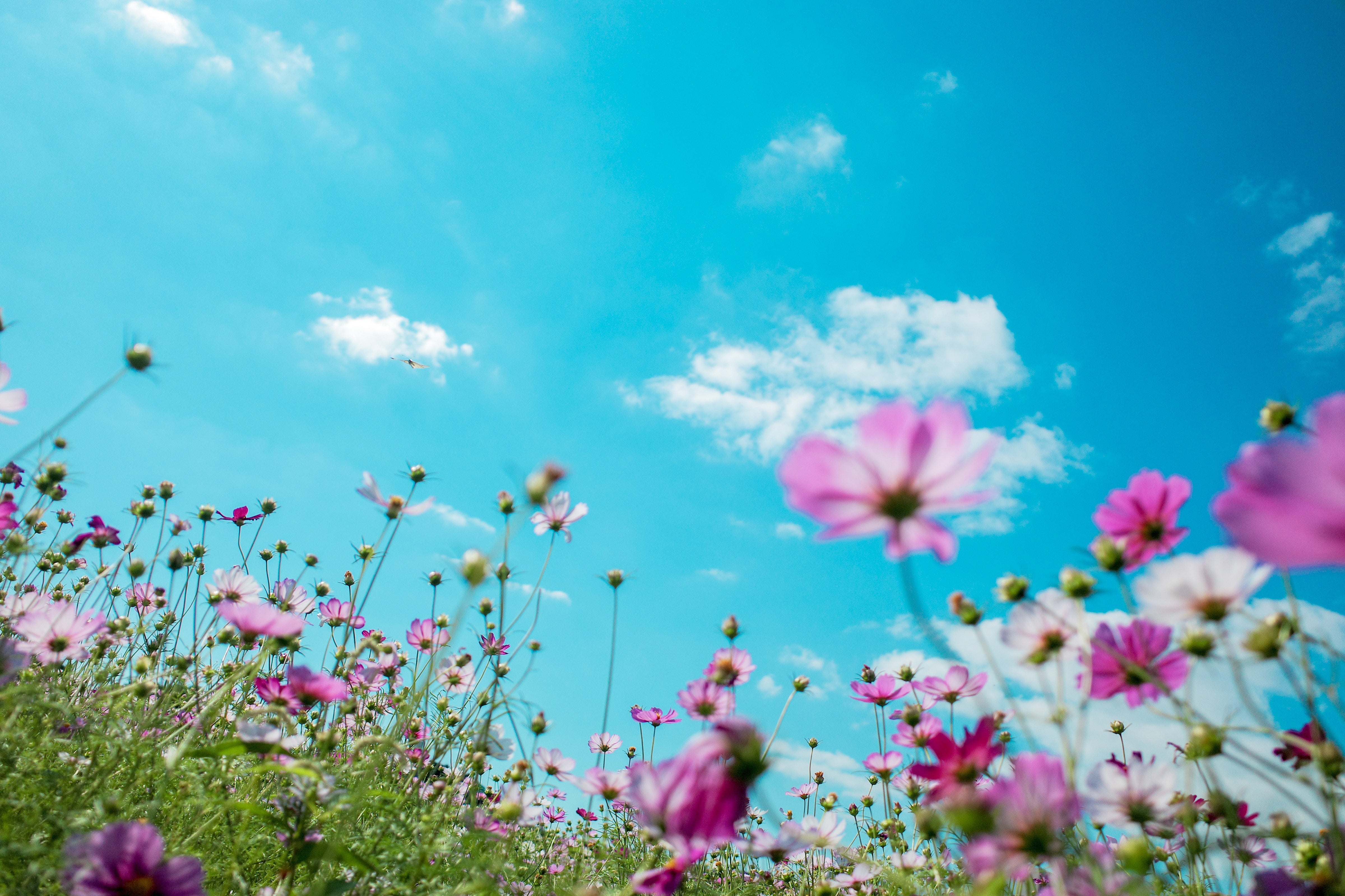 Fleurige bloemenpartij onder blauwe lucht