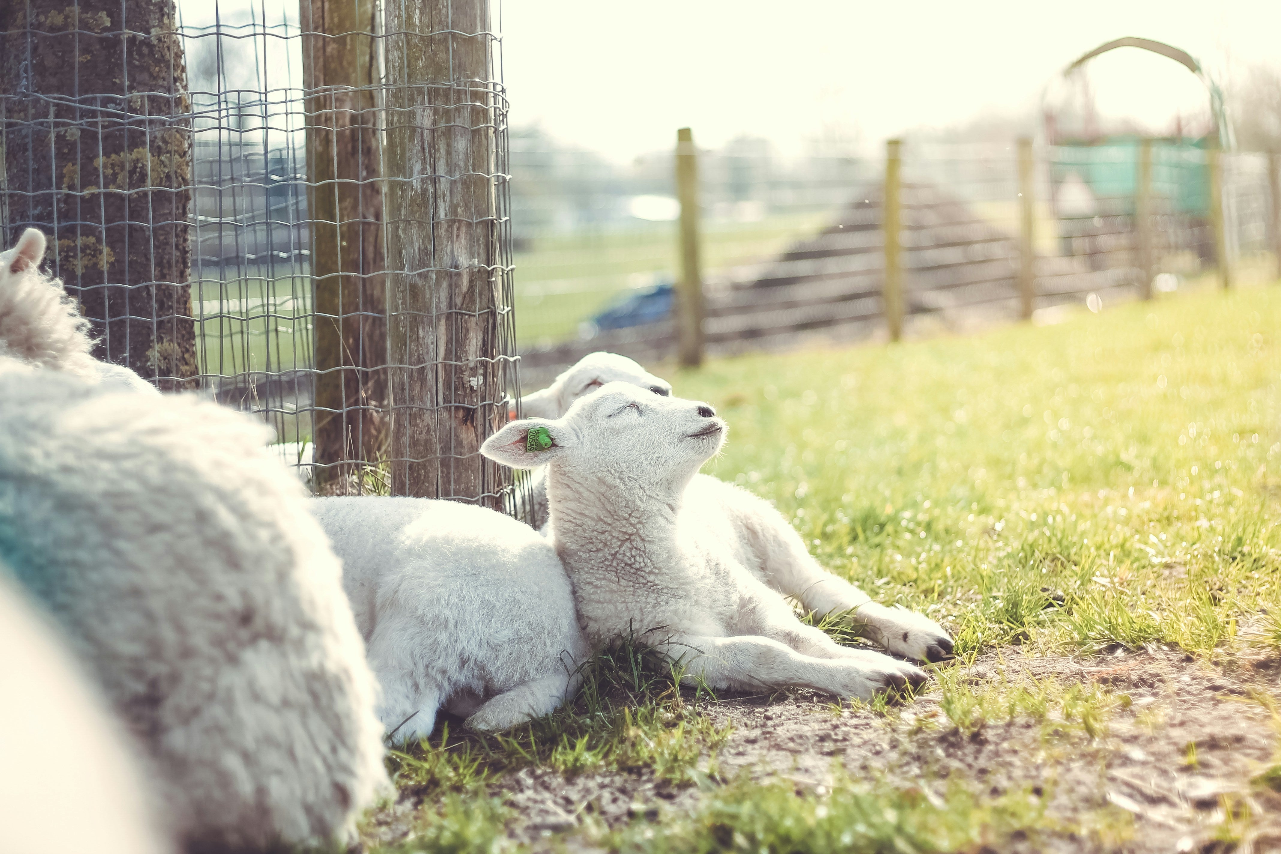 Genietende lammetjes