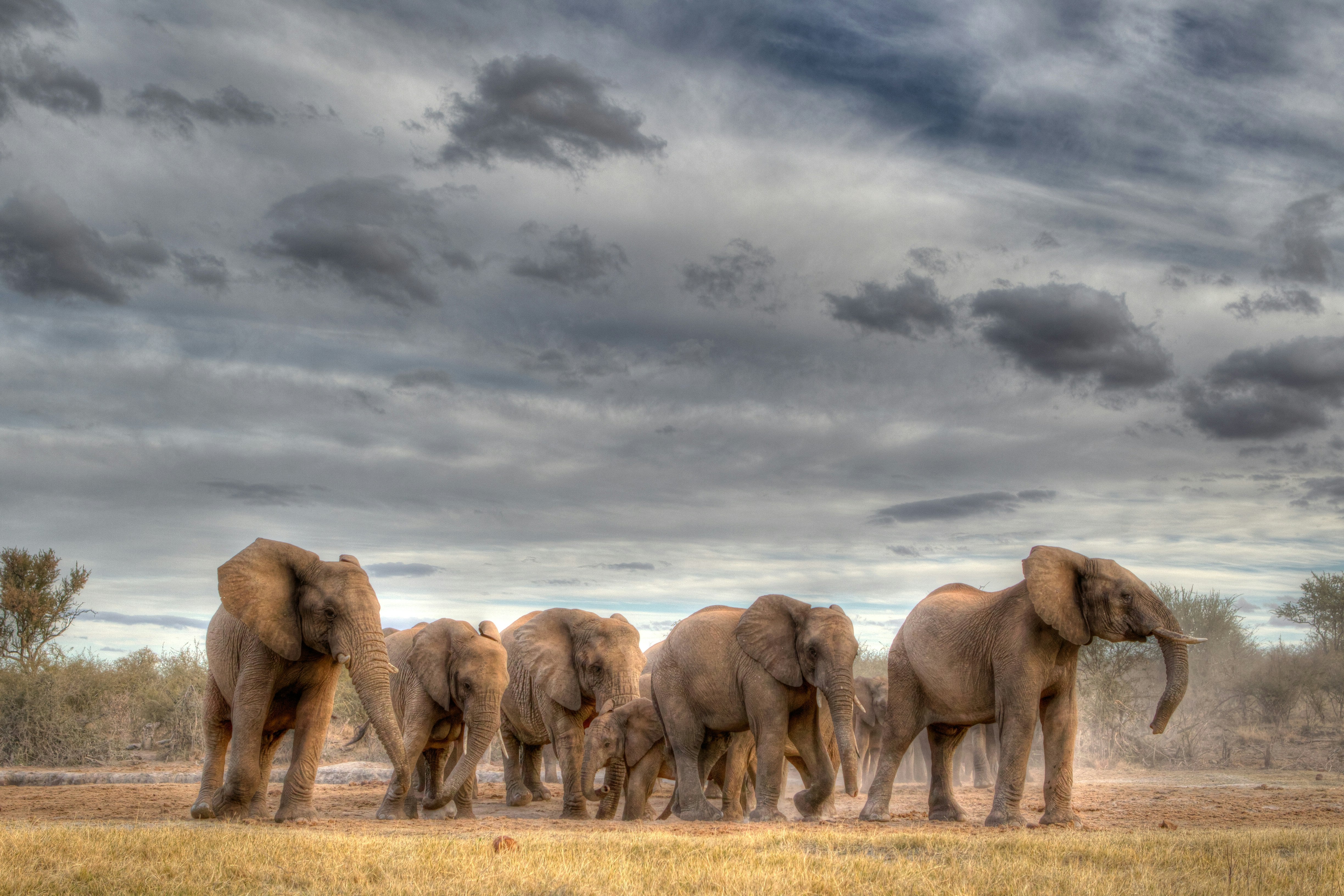 Magnifieke olifantenkudde