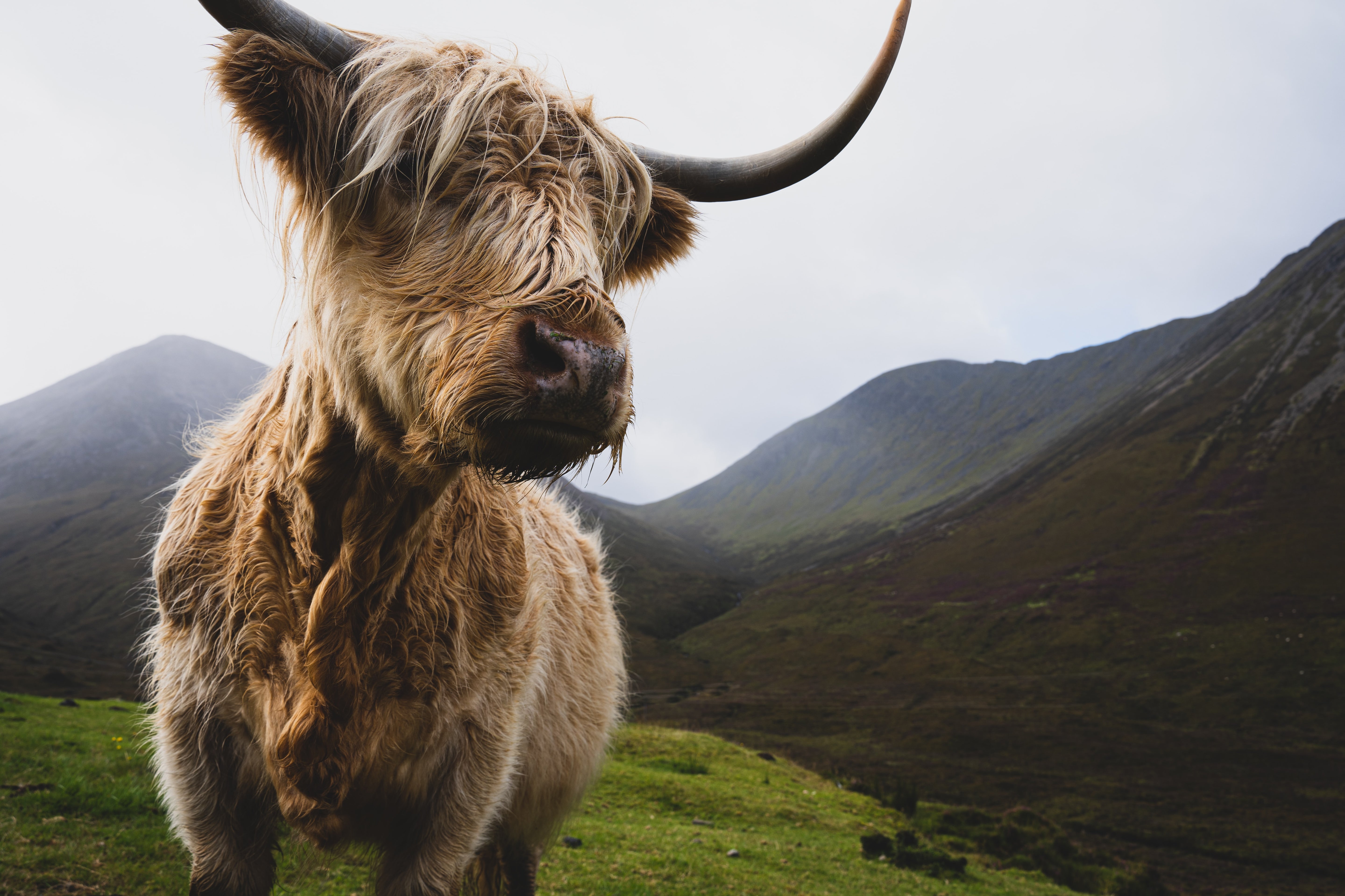 Iconische Hooglander