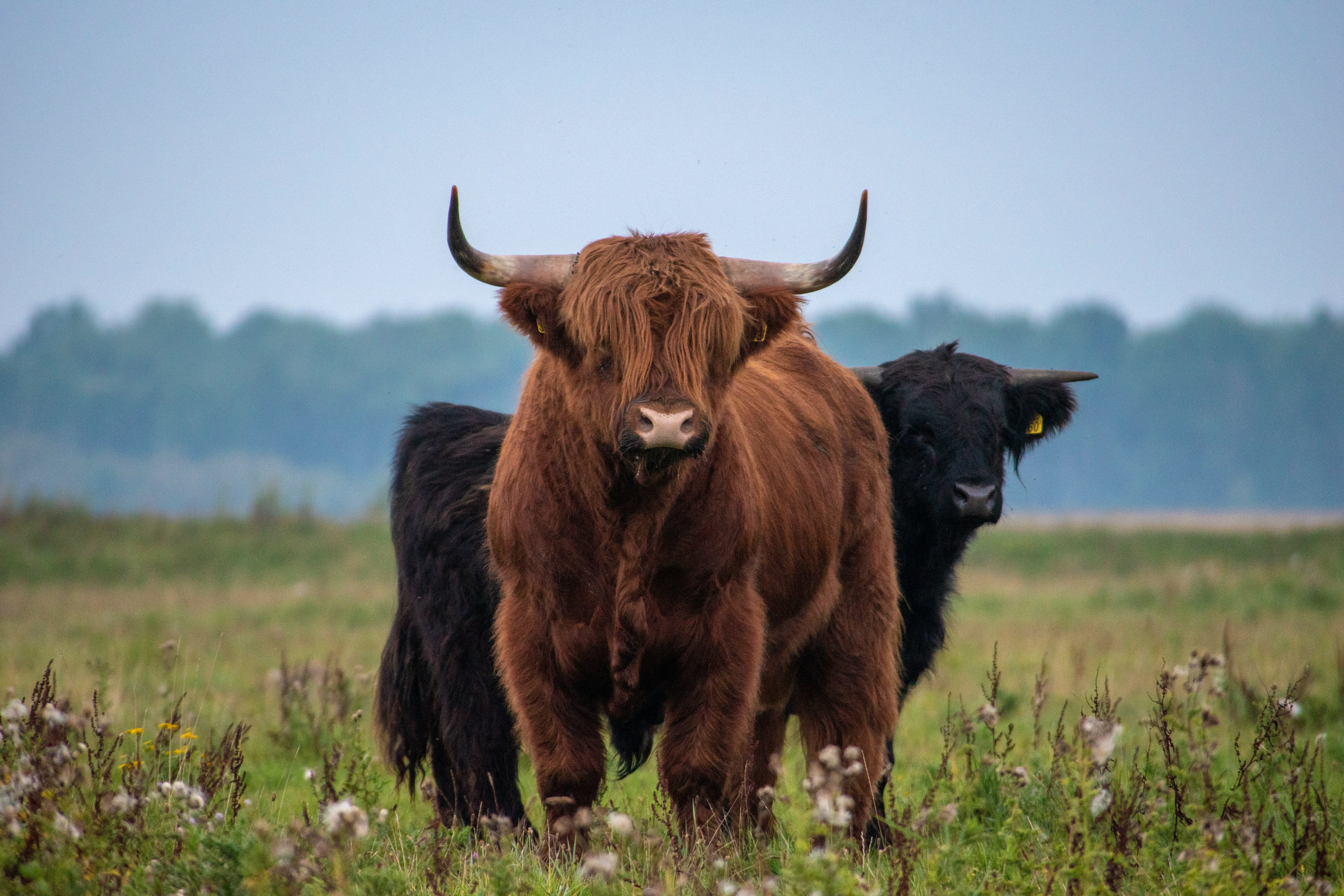 Sierlijke grazers