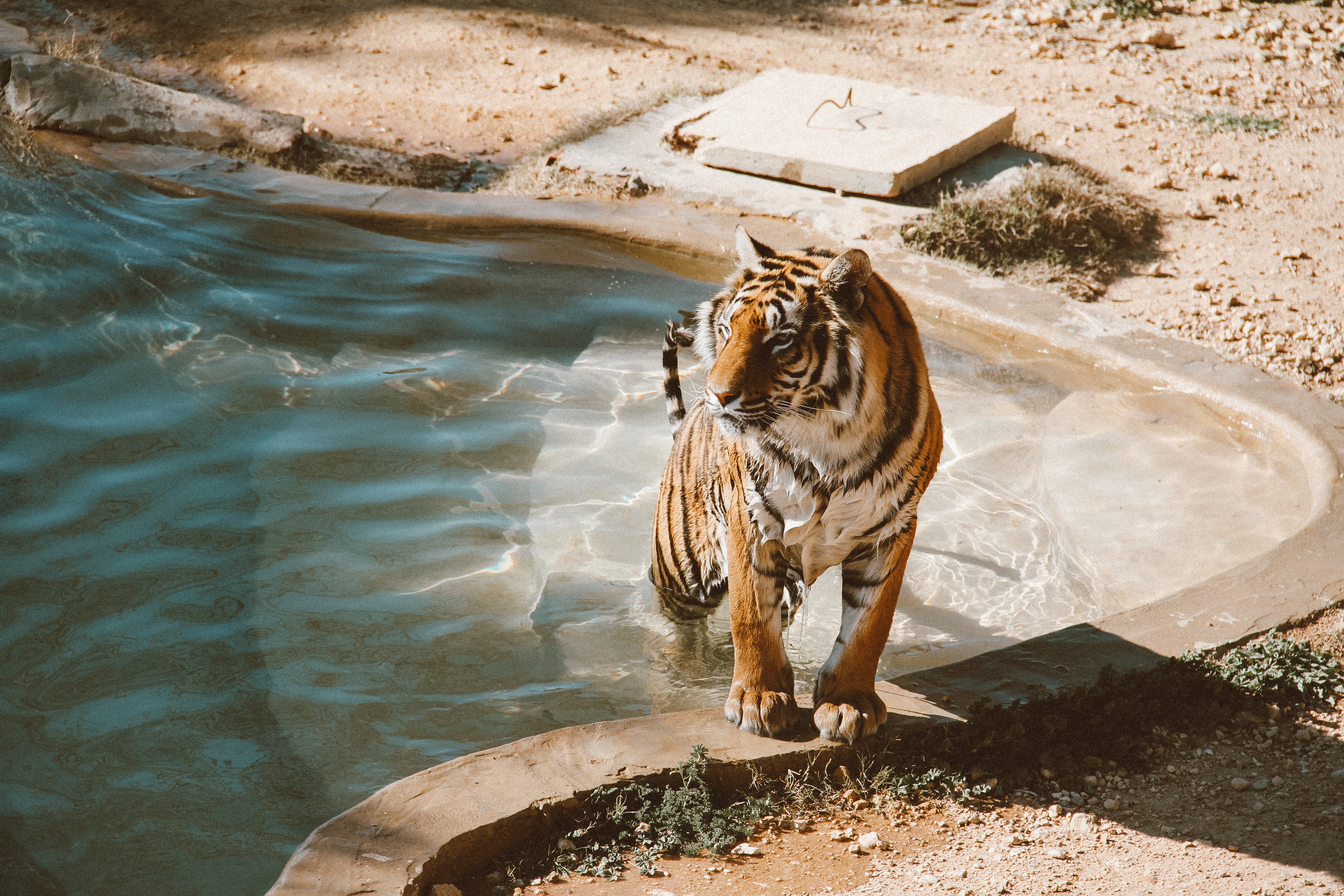 Mystieke tijger uit het water