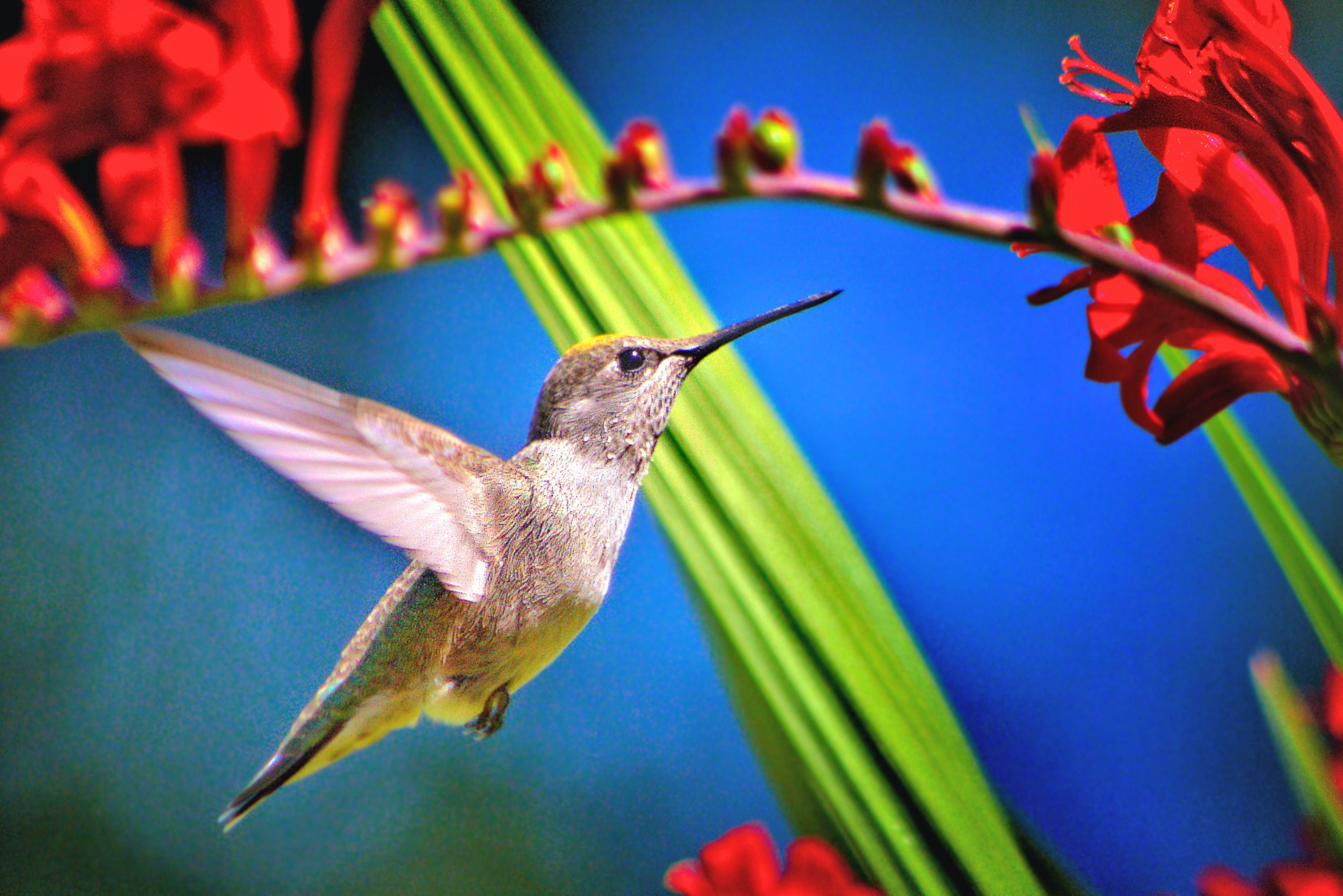 Wildlife kolibrie