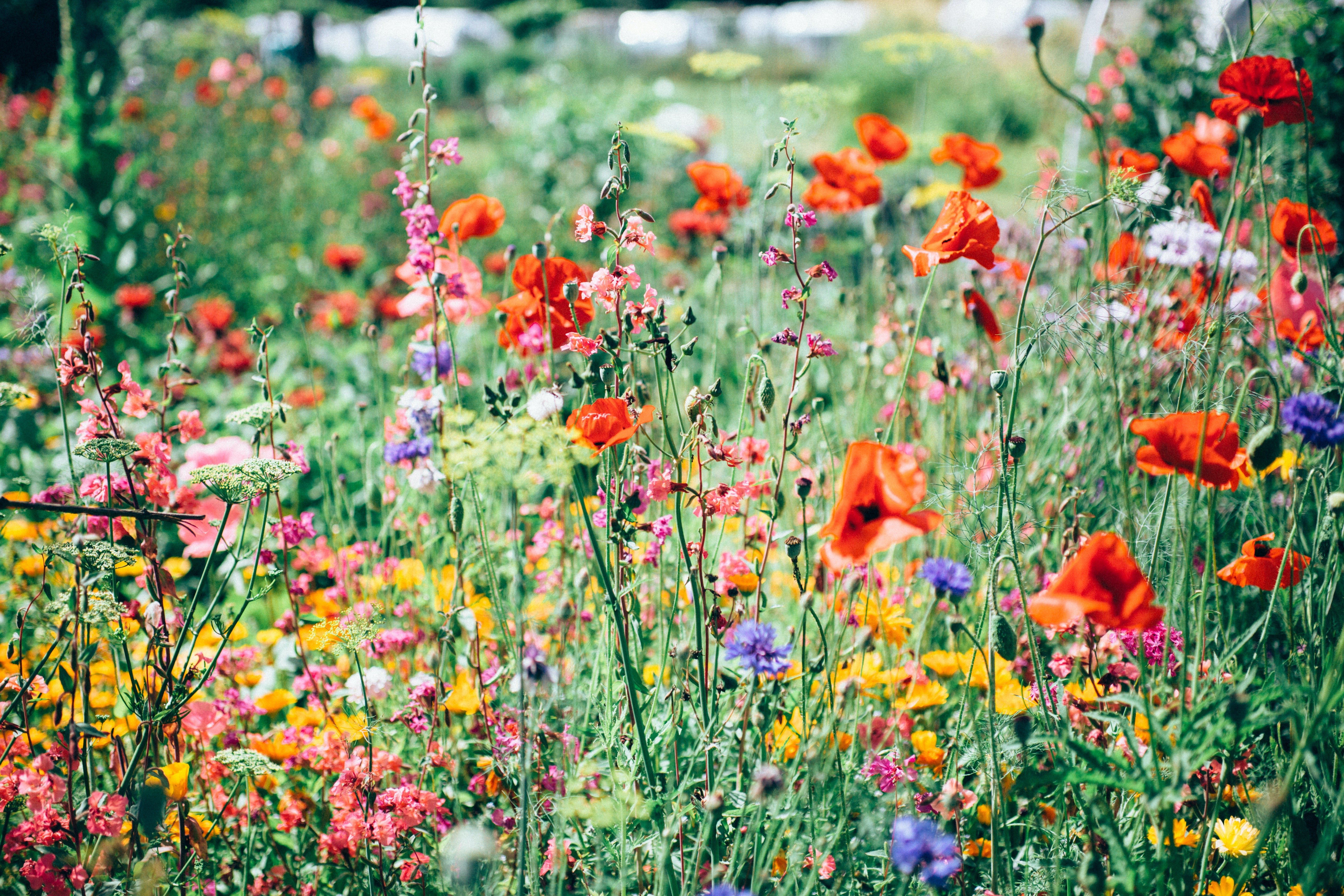 Betoverende tuin